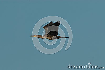 Cormorant bird flying