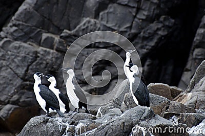 Cormorants - Tasmania