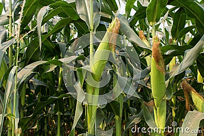 Corn close-up