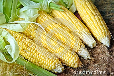 Corn Cob With Green Leaves Stock Image - Im