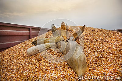 Corn ears