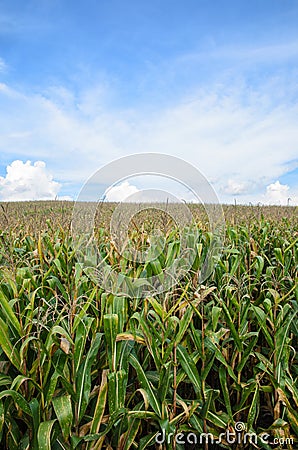 Corn farm with sky