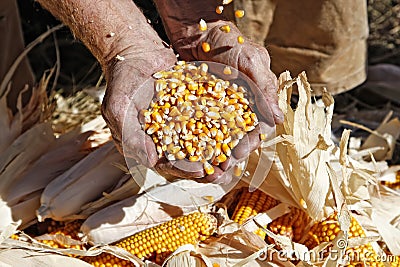 Corn in Farmer s Hands