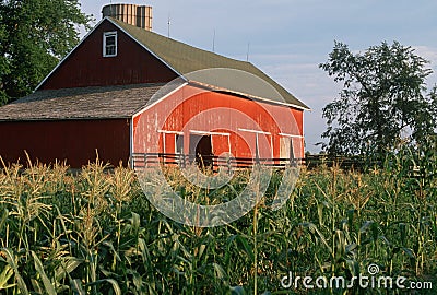 Corn field in front of red barn