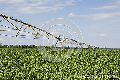 Corn field