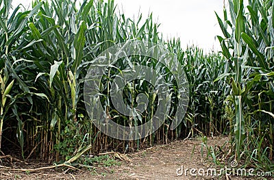 Corn Field Path