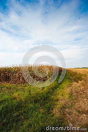 Corn field in summer