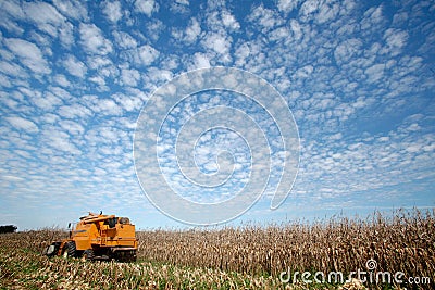 Corn harvest