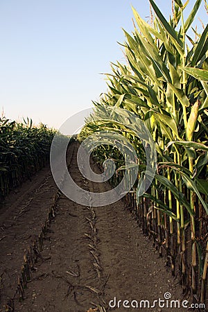Corn maize plant harvest time