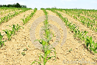 Corn rows