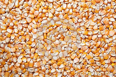 Corn seed texture