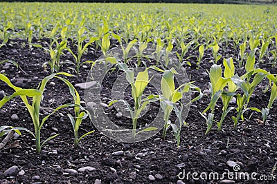 Corn seedlings crop field in spring