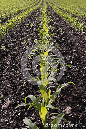 Corn seedlings crop field in spring