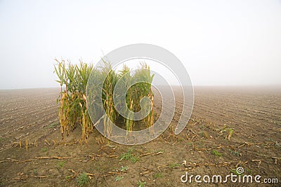 Corn Stubble Field On A Misty Morning Royalty