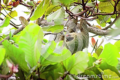 Costa Rica Three Toed Sloth under Canopy Cover Enjoying the View of Isla Ocoluita