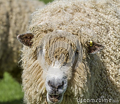 Cotswold Lion Sheep