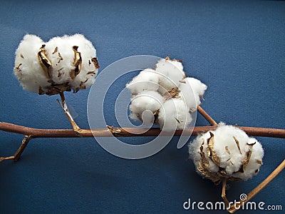 Cotton