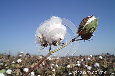 cotton research papers Values formed in yarn features with cotton fiber’s 1 department of costume design and fashion, bishop appasamy college of arts and science, coimbatore 641018 2 department of chemistry & applied chemistry, psg college of technology, coimbatore 641004. cotton research papers Values formed in yarn features with cotton fiber’s 1 department of costume design and fashion, bishop appasamy college of arts and science, coimbatore 641018 2 department of chemistry & applied chemistry, psg college of technology, coimbatore 641004.