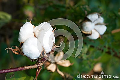 Cotton boll