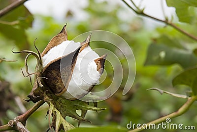 Cotton in farm