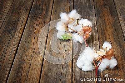 Cotton flowers on wooden rustic table background