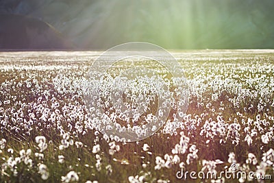 Cotton grass field and mountains on a background, Iceland