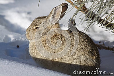 Cottontail Rabbit in Snow