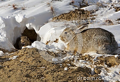 Cottontail Rabbits And Burrow Royalty Free Sto