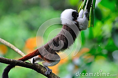 Cottontop Tamarin leaping