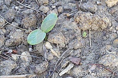 Cotyledons of a germinating melon seed