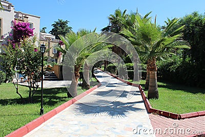 Country houses and palm trees in Turkey