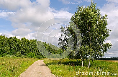 Big Tree Beside Country Road. Royalty Free S