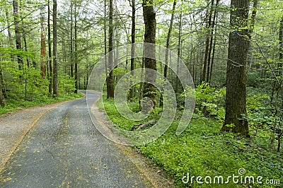 Country Road Royalty Free Stock Photography