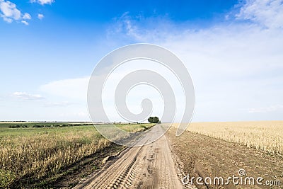 Country road among fields of wheat.