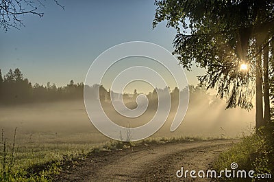 Country road in forest, hdr