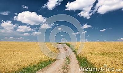 Country road in gold wheat field