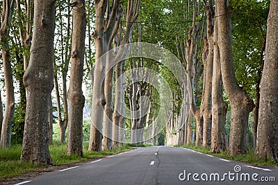 Country road lined with sycamore trees i