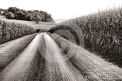 Country Road and Tall Corn Fields in Rural America