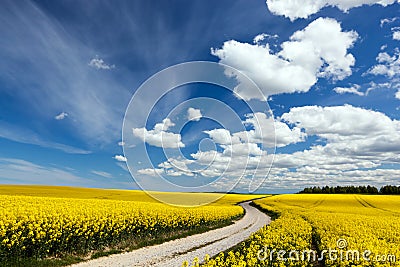 Country way on spring field of yellow flowers, rape. Blue sunny sky