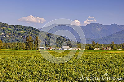Countryside view: blueberry fields, barns, and mountains