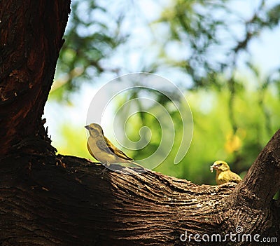 Couple of birds