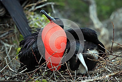 Couple of fregate birds