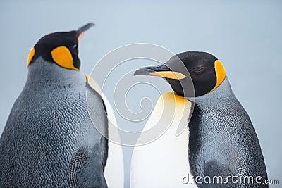 Couple of the King penguins