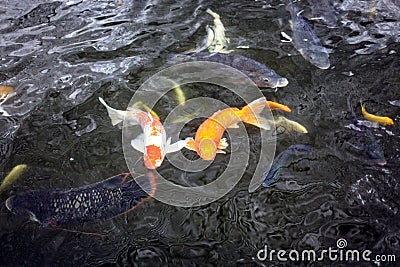 Couple of koi fish swimming in the pond