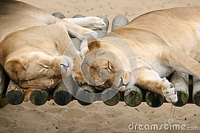 Couple of Lazy Lions