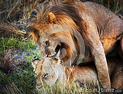 A couple of lions copulation on savanna Serengeti, Tanzania, Africa