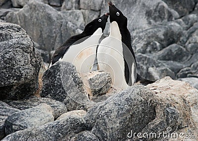Courting penguins