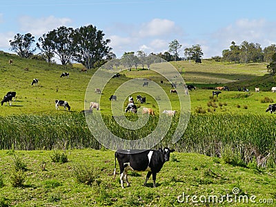 Cow in an Australian landscape