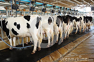 Cow automation farming agricultural