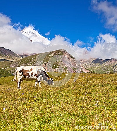 Cow on the background of green meadows and blue sky